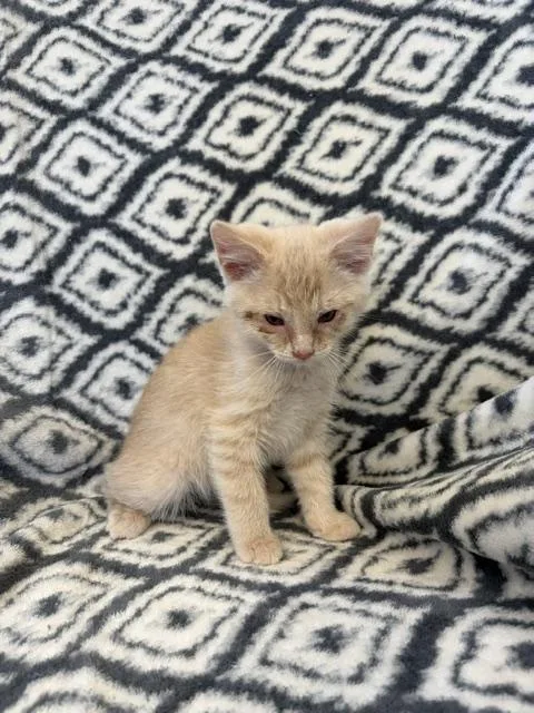 A baby small-sized male Domestic Short Hair cat named Battleship for adoption in Bethel Park, PA