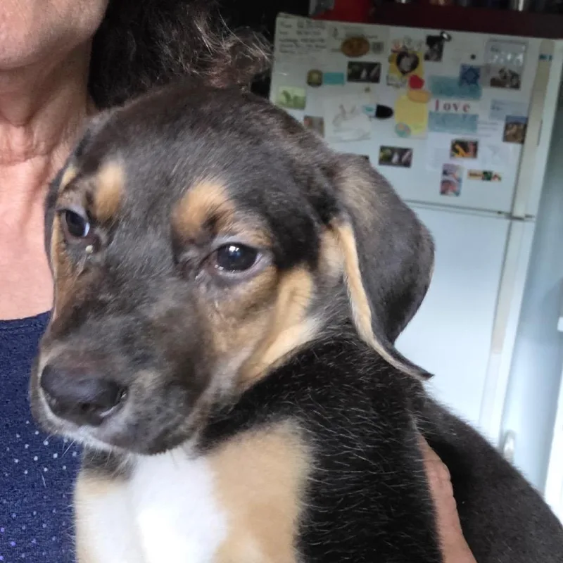 A baby small-sized female Shepherd dog named ALPHARETTA Christina for adoption in Blairsville, GA