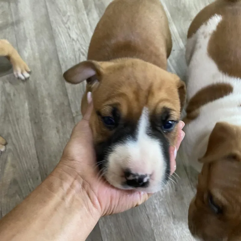 A baby medium-sized female White / Cream Bull Terrier dog named JuneBug for adoption in Escondido, CA