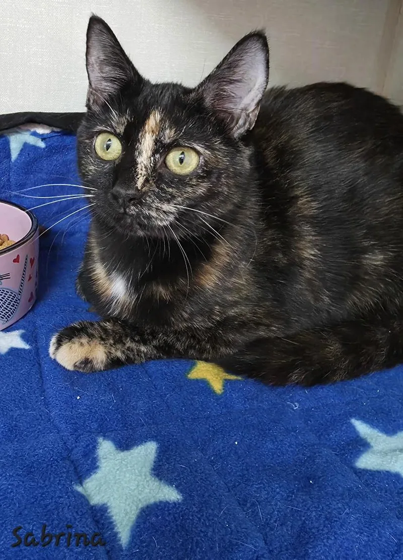 A young medium-sized female Tortoiseshell Domestic Short Hair cat named Sabrina for adoption in Key Largo, FL