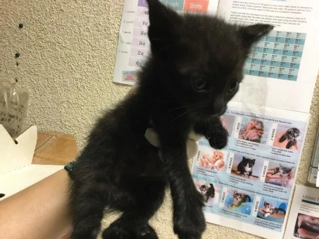 A baby small-sized male Domestic Short Hair cat named Elwood for adoption in Riverside, CA
