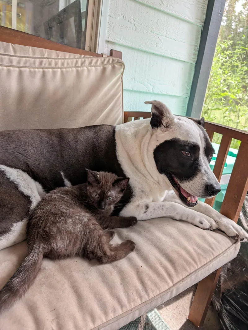 Choco Cat thumbnail 3