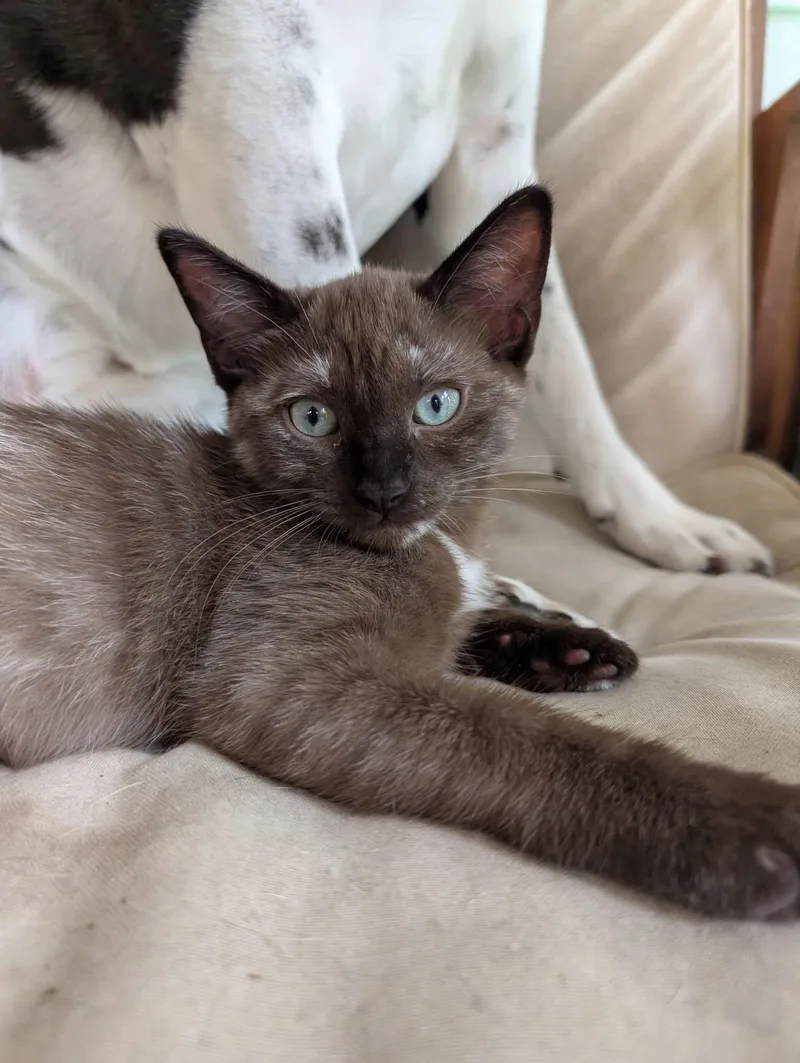 Choco Cat thumbnail 4