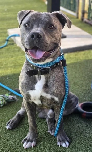 A young large-sized male Terrier dog named Jeremiah for adoption in Olivette, MO