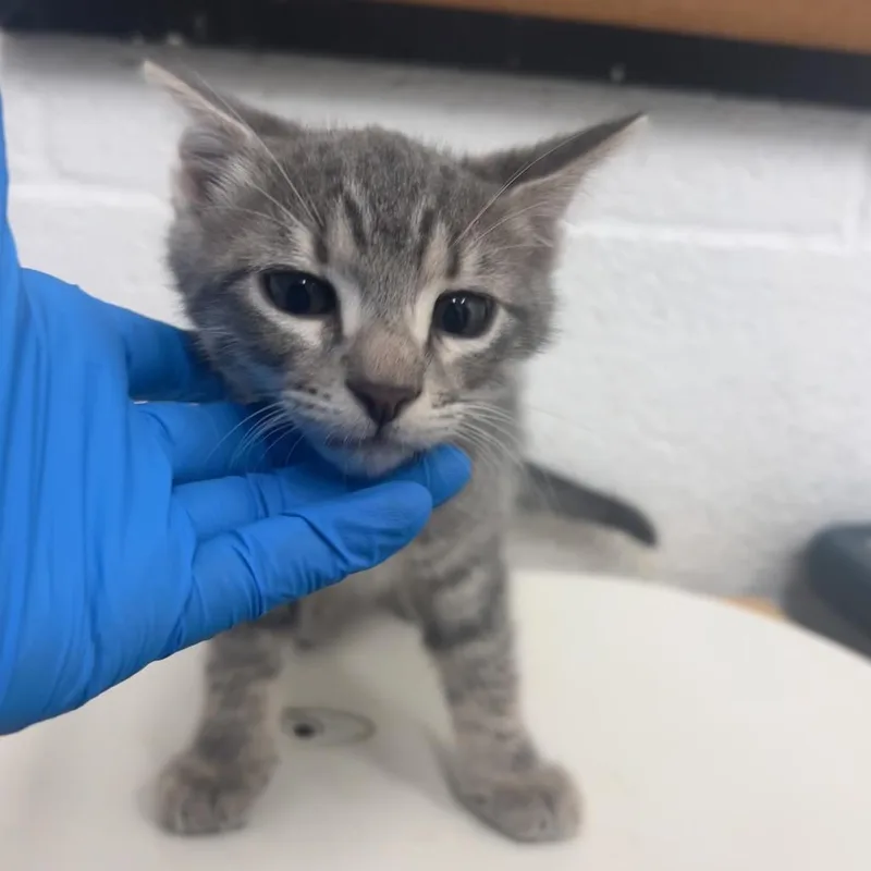 A baby small-sized male Gray / Blue / Silver Domestic Short Hair cat named Dom for adoption in Edinburg, TX