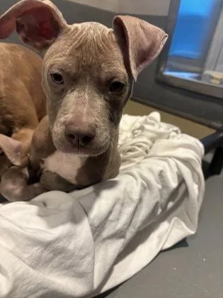 A baby medium-sized male Pit Bull Terrier dog named Ragnar Lothbrok for adoption in New Orleans, LA