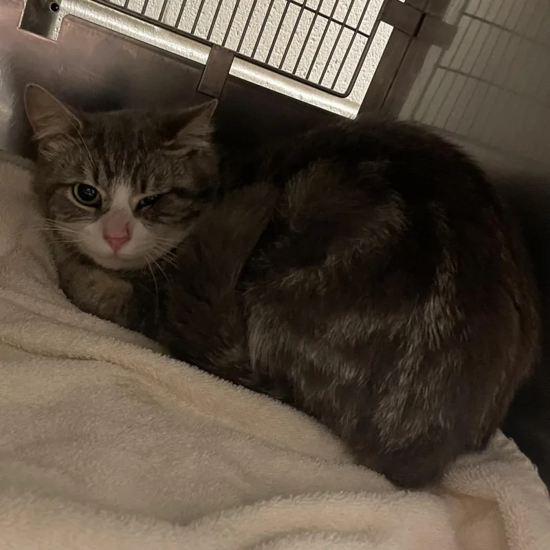 An adult medium-sized male Gray / Blue / Silver Domestic Short Hair cat named Diesel for adoption in Bristol, IN
