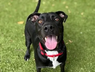 An adult large-sized male Terrier dog named Oreo McFlurry for adoption in Gainesville, FL