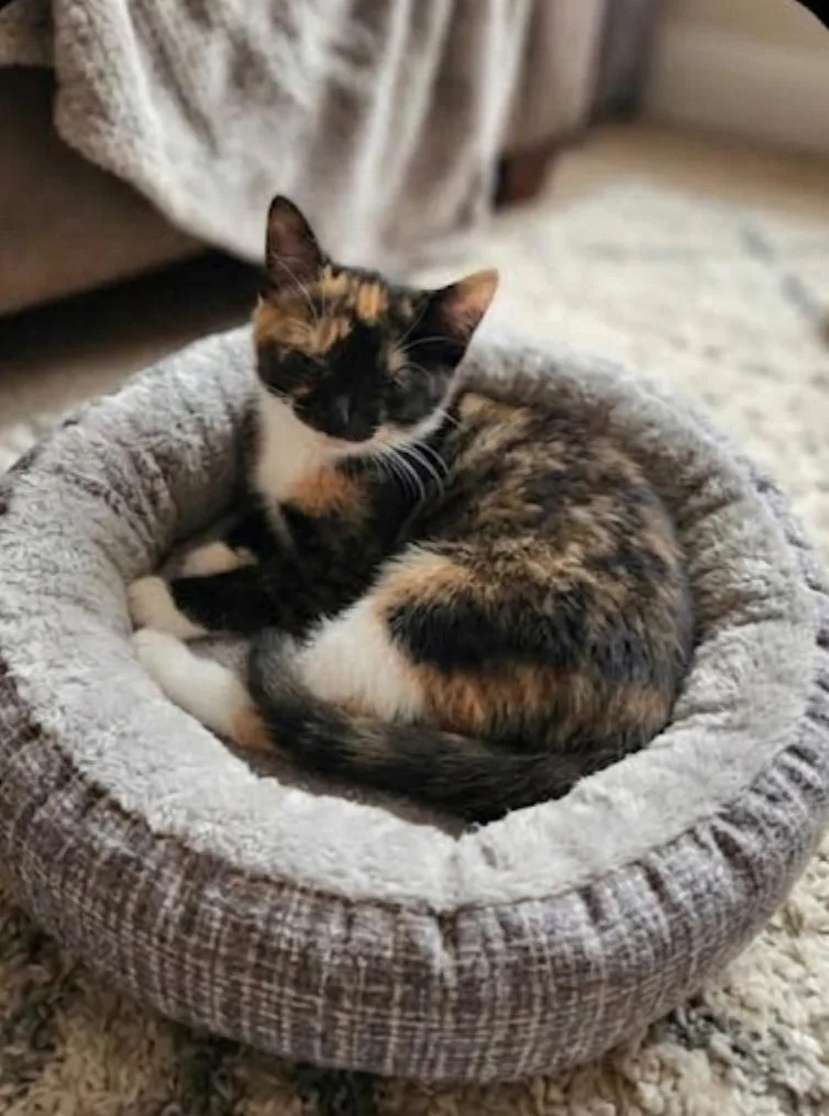 A baby medium-sized female Calico Domestic Short Hair cat named Felicity for adoption in East Brunswick, NJ