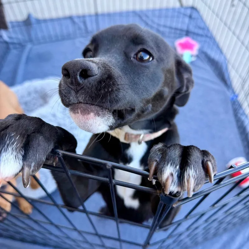 A baby small-sized female Black Chihuahua dog named Posie for adoption in Opelika, AL