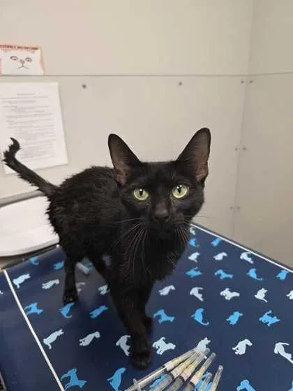 An adult medium-sized female Domestic Short Hair cat named Fusilli for adoption in Sevierville, TN