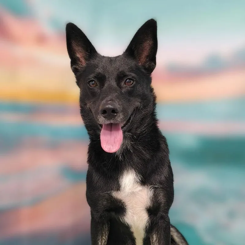 An adult medium-sized female Black Shepherd dog named Storm for adoption in Griswold, CT