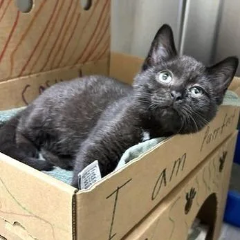 A baby small-sized male Black Domestic Short Hair cat named Curtis for adoption in Novelty, OH