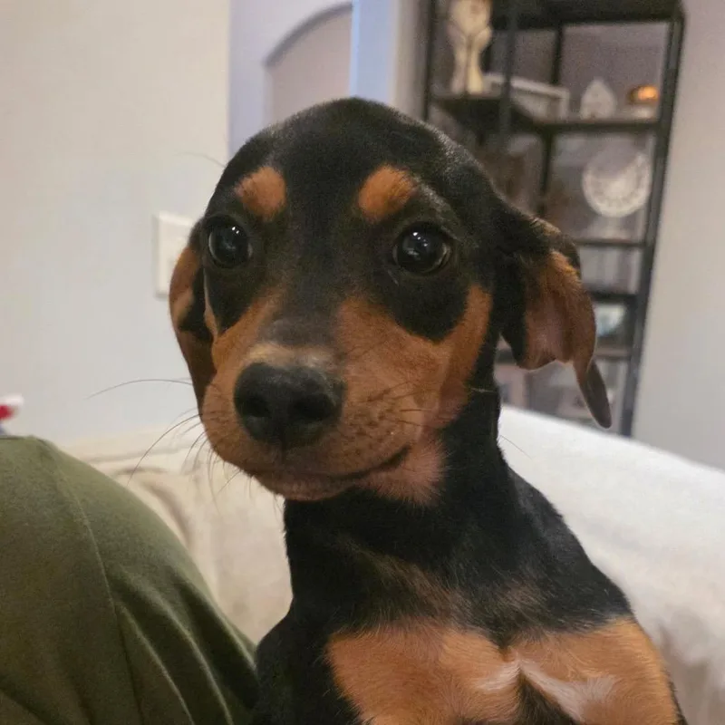 A baby medium-sized female Black Mixed Breed dog named Nifty for adoption in Brownsboro, AL