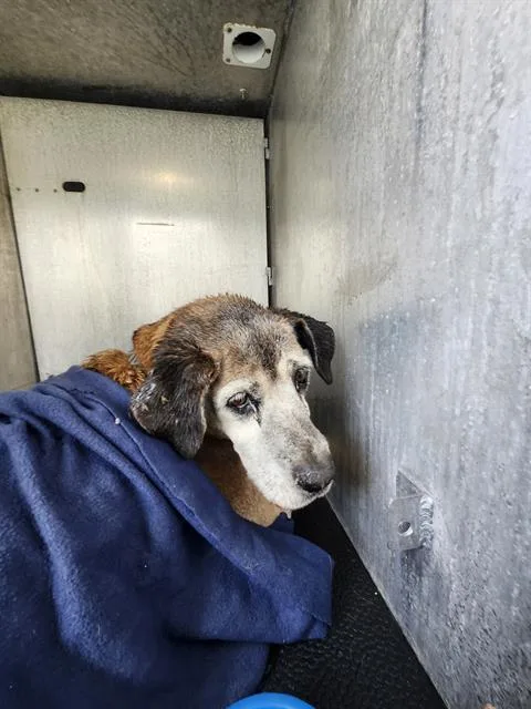 A senior medium-sized female Hound dog named Esther for adoption in San Antonio, TX