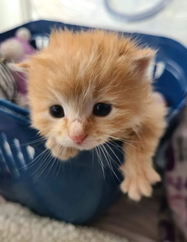 An adult medium-sized male Orange & White Domestic Medium Hair cat named Blaze for adoption in Salinas, CA