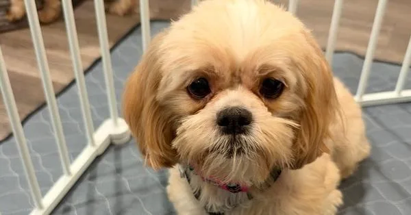An adult small-sized female Shih Tzu dog named Shih Tzu Miss for adoption in Omaha, NE
