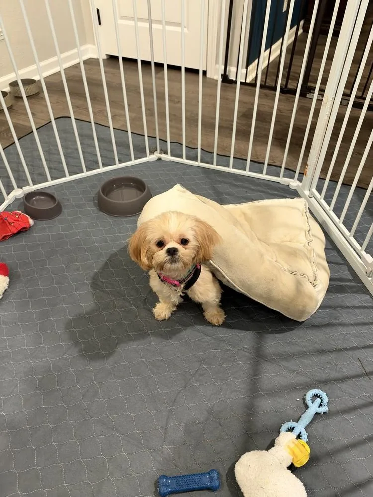 Shih Tzu  Miss thumbnail 2