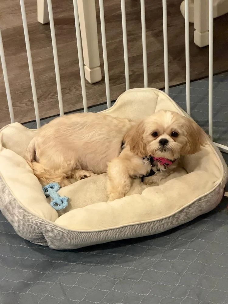 Shih Tzu  Miss thumbnail 3