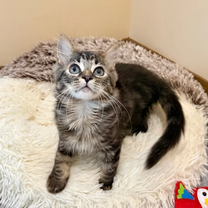 Prince Charming thumbnail 2