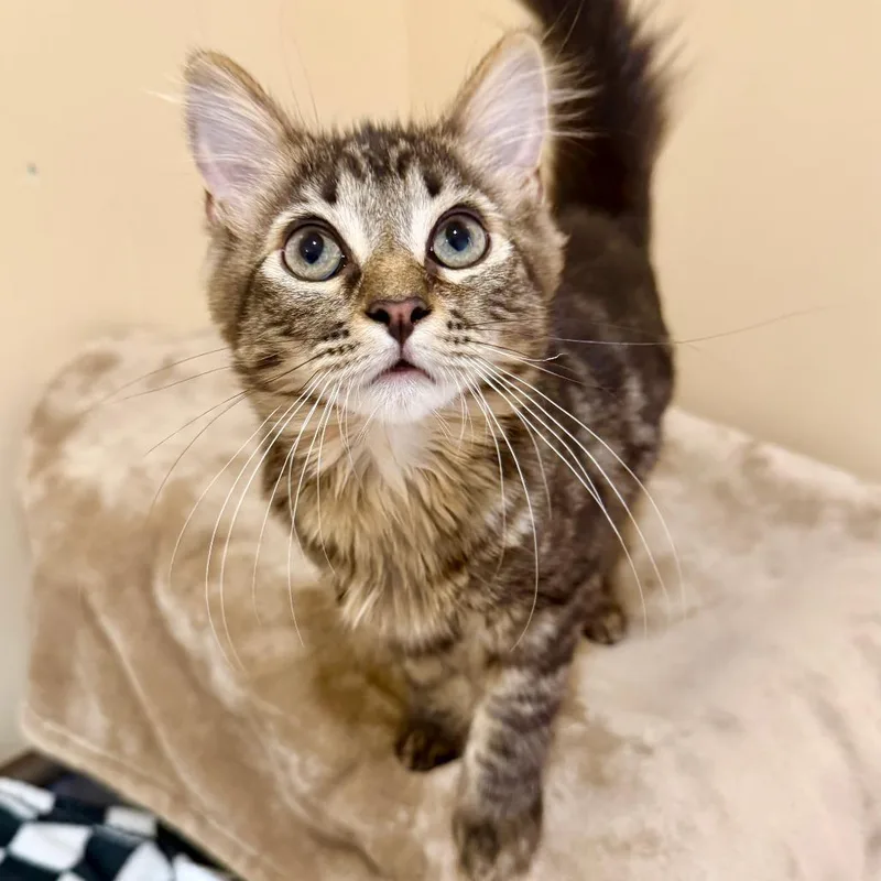 Prince Charming thumbnail 3