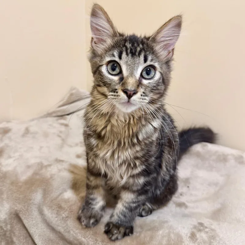 Prince Charming thumbnail 4