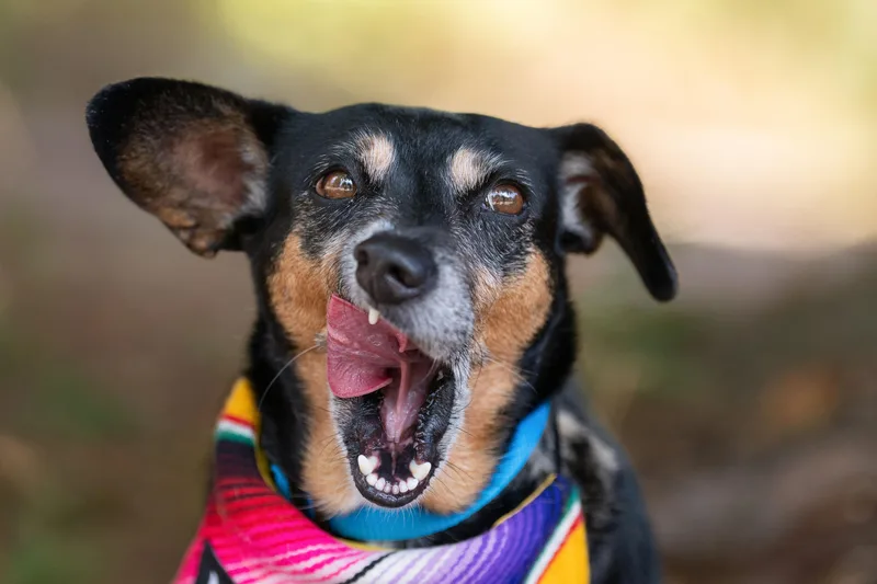 An adult small-sized female Dachshund dog named Jasmin for adoption in Santa Rosa, CA