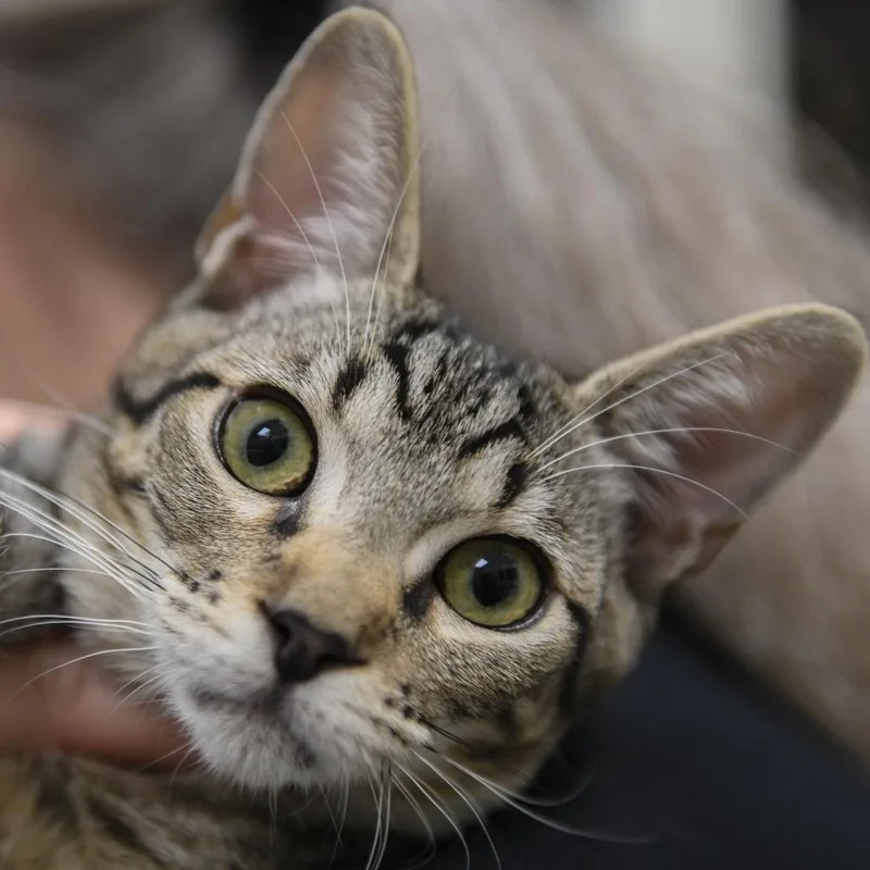 A baby medium-sized male Brown / Chocolate Domestic Short Hair cat named Ron for adoption in Redwood City, CA