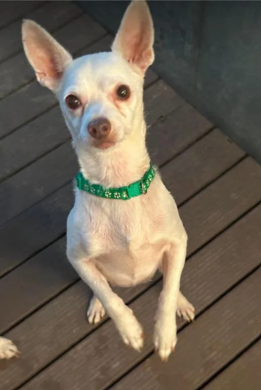 An adult small-sized male Chihuahua dog named Cooper in TX for adoption in Cranston, RI