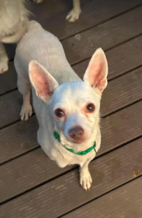 Cooper in TX thumbnail 2