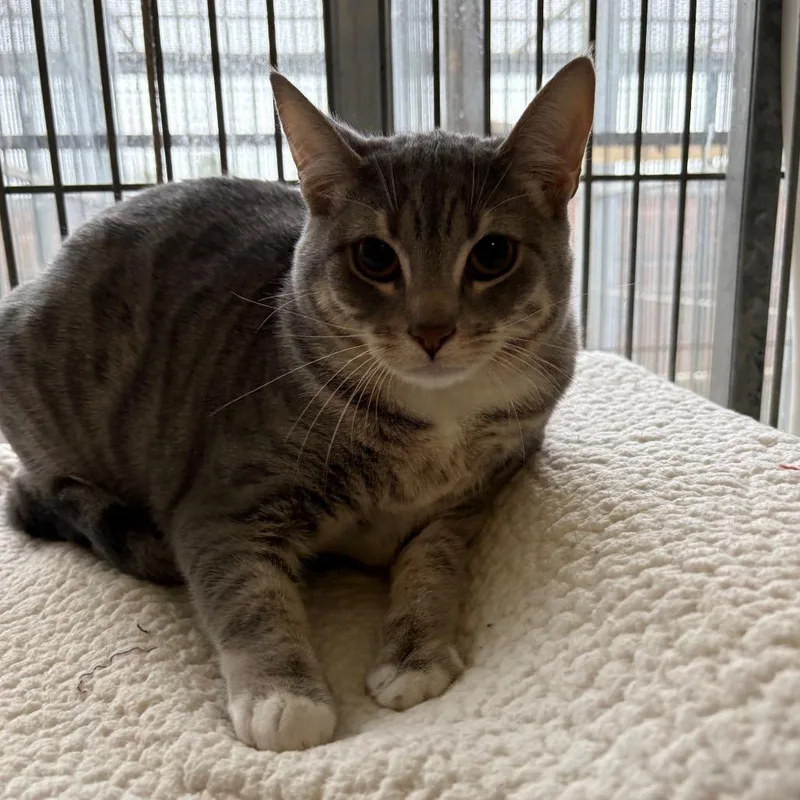 A young medium-sized female Gray / Blue / Silver Domestic Short Hair cat named Molly for adoption in Santa Barbara, CA