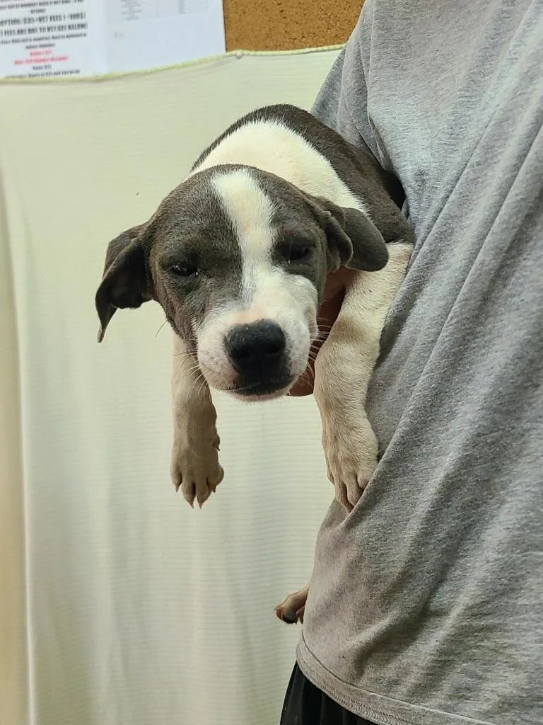 A baby medium-sized male Pit Bull Terrier dog named Fletcher for adoption in Swainsboro, GA