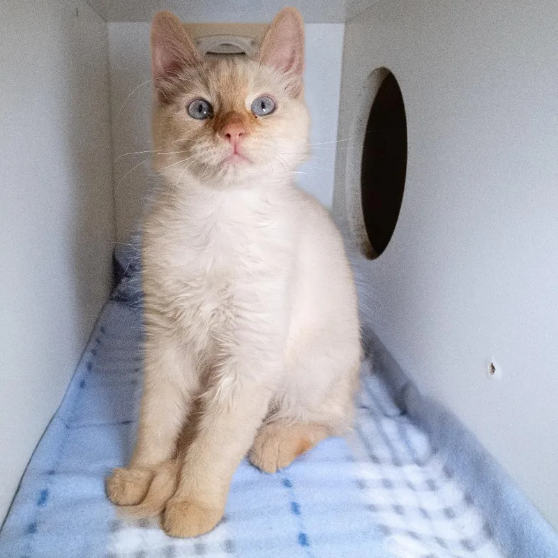 A young small-sized male Flame Point Siamese cat named Ocean  Home to for adoption in South Elgin, IL