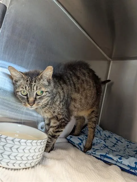 An adult small-sized male Domestic Short Hair cat named Kerry for adoption in Brunswick, GA