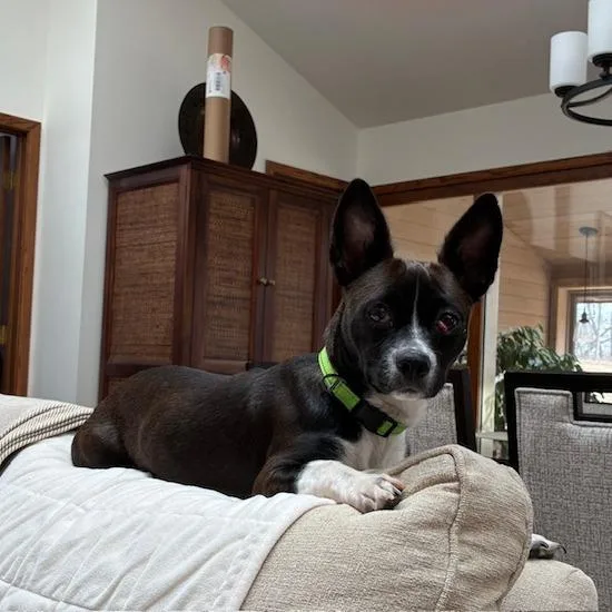 An adult small-sized female Black Chihuahua dog named Quinoa D for adoption in Minnetonka, MN