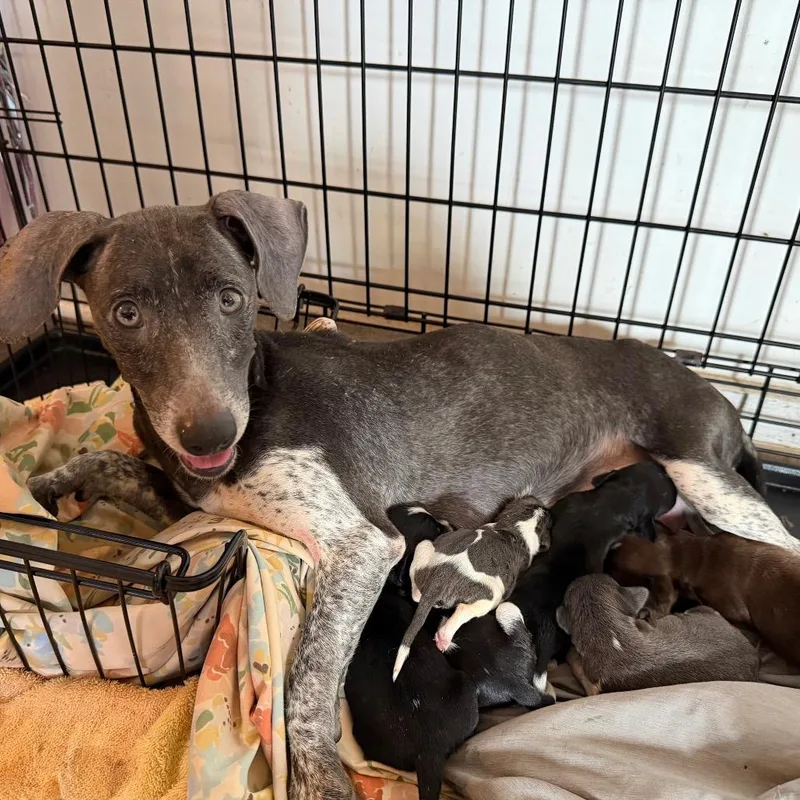 An adult small-sized female Gray / Blue / Silver Dachshund dog named Aviva for adoption in New Orleans, LA