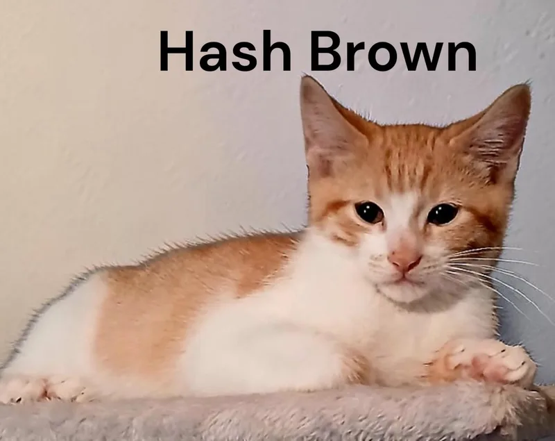 A baby medium-sized male Tabby cat named Hash Brown for adoption in Weems, VA