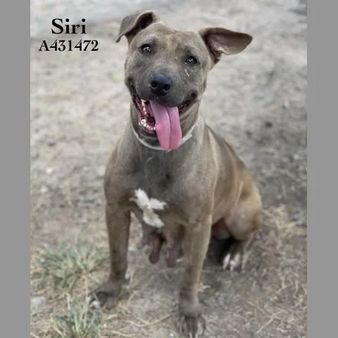 An adult large-sized female Pit Bull Terrier dog named Siri for adoption in Conroe, TX