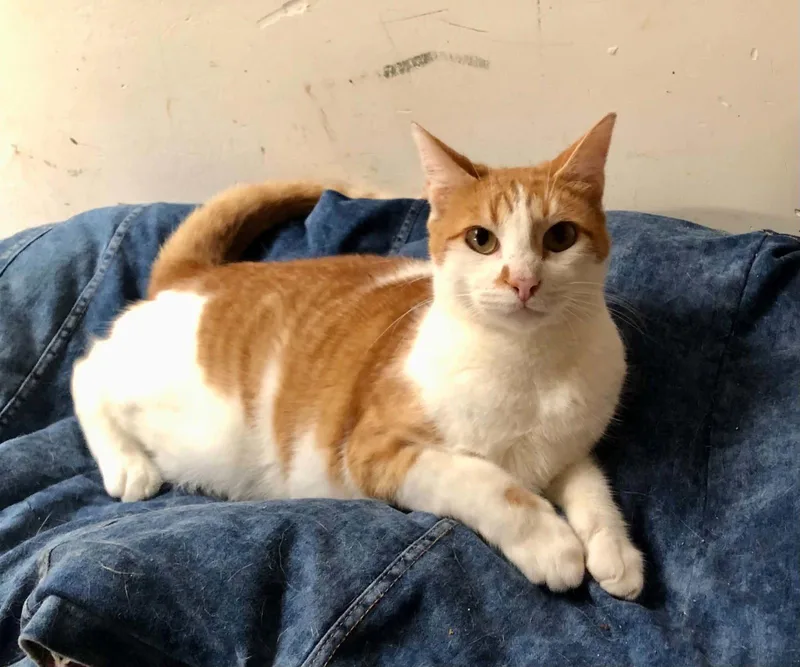 An adult small-sized male Orange & White Domestic Short Hair cat named Lionel for adoption in Escondido, CA