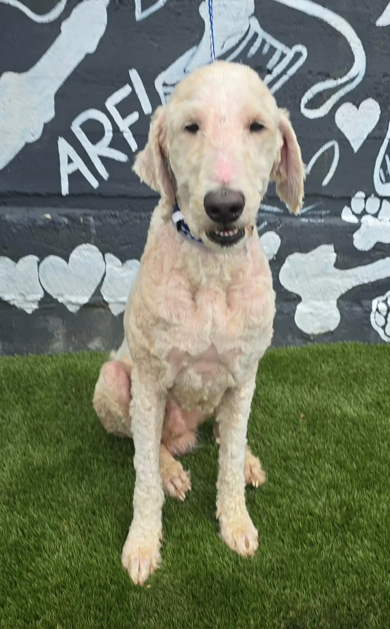 An adult medium-sized male White / Cream Goldendoodle dog named Johnny for adoption in New York, NY