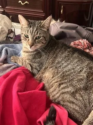 A young medium-sized male Tabby (Brown / Chocolate) Domestic Short Hair cat named Louie for adoption in New York, NY