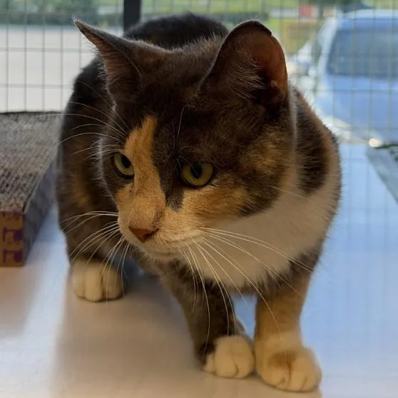 A young medium-sized female Calico Domestic Short Hair cat named Mama Mia for adoption in League City, TX