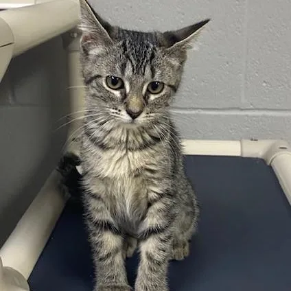 A baby medium-sized female Gray & White Domestic Short Hair cat named Debbie for adoption in Allegan, MI