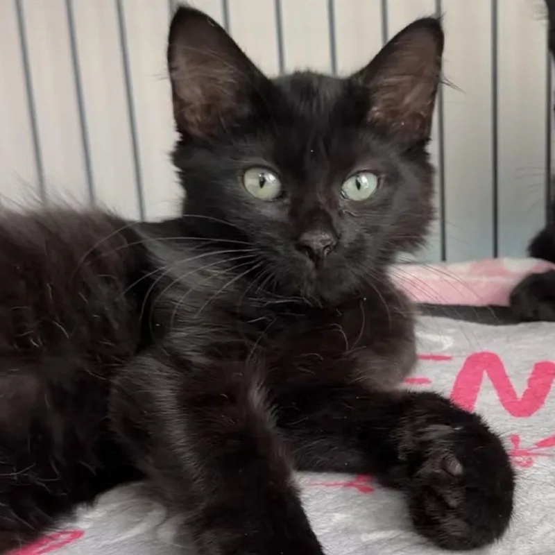 A baby small-sized female Black Domestic Short Hair cat named Nika for adoption in Jupiter, FL