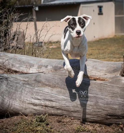 A young medium-sized female White / Cream Pit Bull Terrier dog named Panda for adoption in Vanceboro , NC