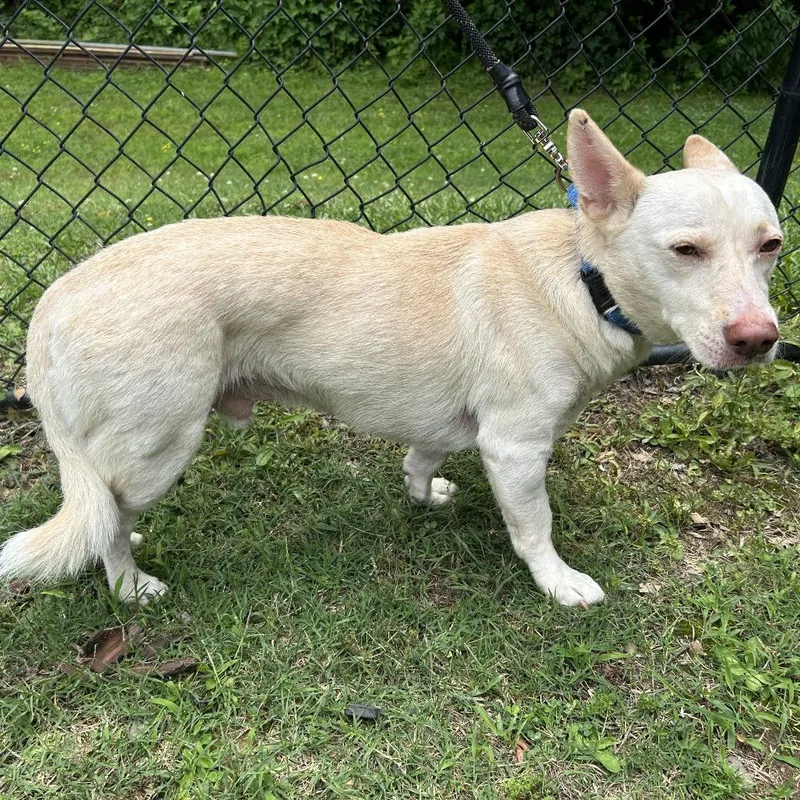 An adult medium-sized male White / Cream Corgi dog named Frank for adoption in Cabot, AR