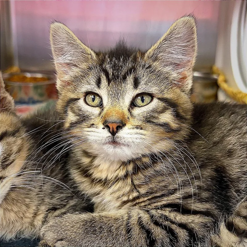 A baby small-sized female Brown / Chocolate Domestic Short Hair cat named Janice for adoption in Hannibal, MO