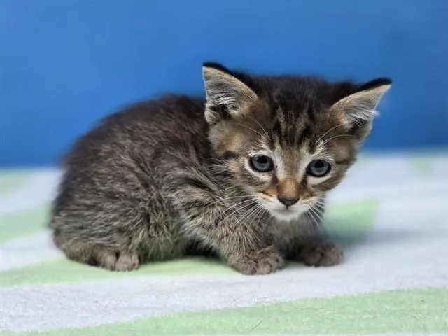 A baby small-sized male Domestic Short Hair cat named Onyx for adoption in Gardena, CA