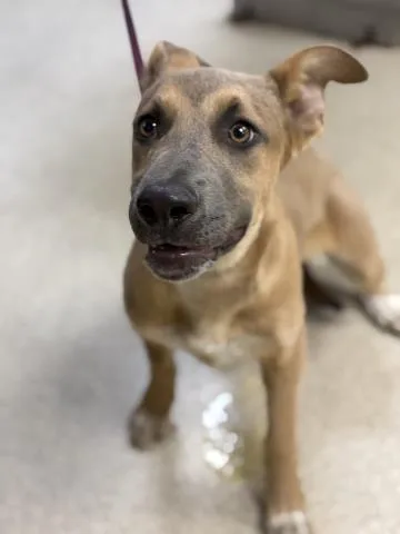 A young small-sized male Cane Corso dog named Goose for adoption in Thousand Palms, CA