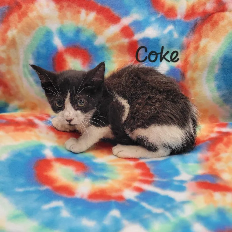 A baby small-sized female Black Domestic Short Hair cat named Coke for adoption in Parkersburg, WV